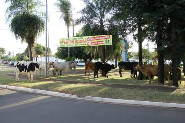 Vacas s&atilde;o retiradas de avenida e transportadas para centro de zoonoses