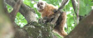 Macaco-prego chamou a atenção de muitos curiosos, mas não se intimidou (Foto: Hedio Fazan/ Dourados Agora)