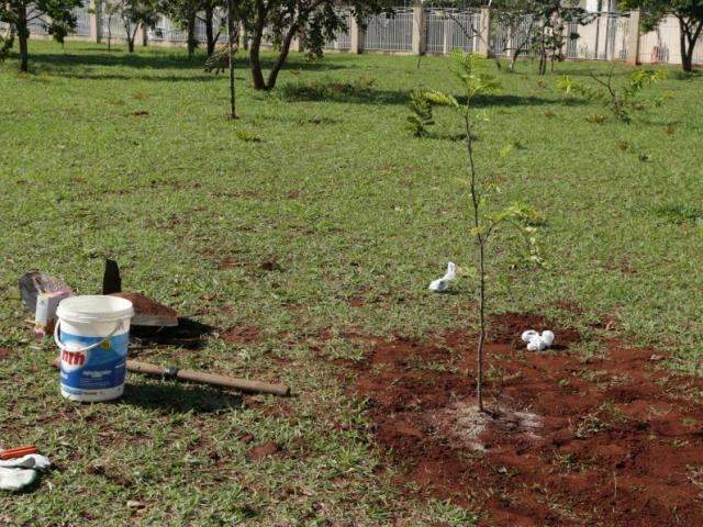 Plantar &aacute;rvores &eacute; bonito, mas nem todas s&atilde;o saud&aacute;veis para cidade