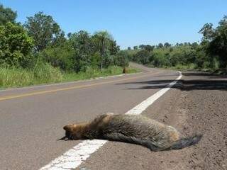 Animal morto na beirada de rodovia. (Foto: IPÊ/INCAB/Projeto Tatu-Canastra)