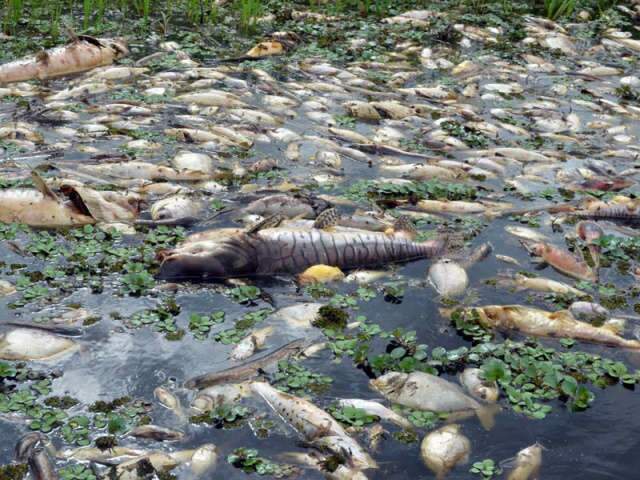  PMA diz que morte de peixes no Rio Negro por envenenamento &eacute; remota