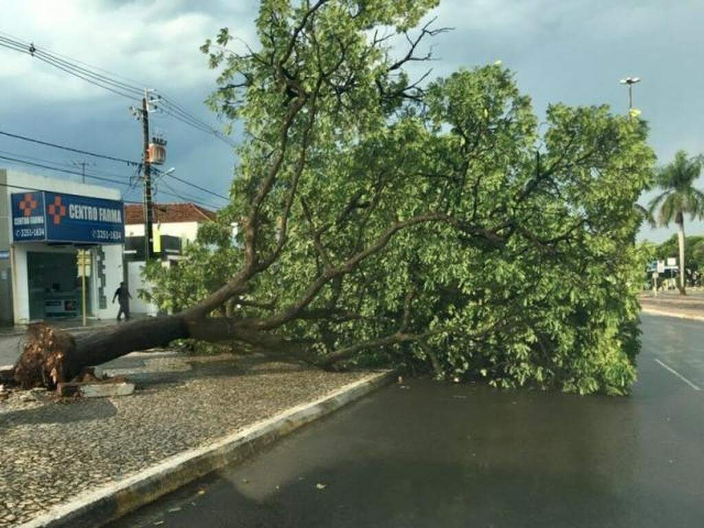 Temporal Destelha Casas Derruba Rvores E Deixa Ruas Intransit Veis