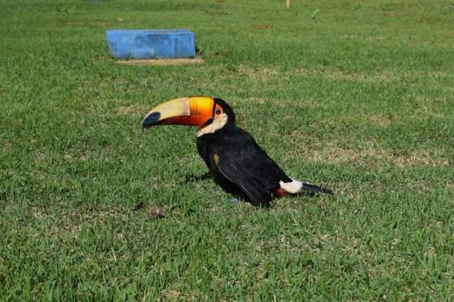 Morre tucano que recebeu implante de parte de bico ap&oacute;s atropelamento