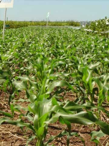 Estiagem afeta safra de soja e valor da produ&ccedil;&atilde;o em MS cai