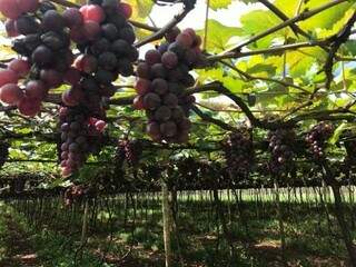 Uva em Campo Grande; produção de frutas pode ter plano de incentivo (Foto: Arquivo)