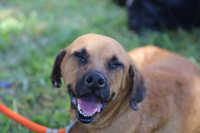 Em feira de ado&ccedil;&atilde;o, animais de rua conquistam seus novos donos 