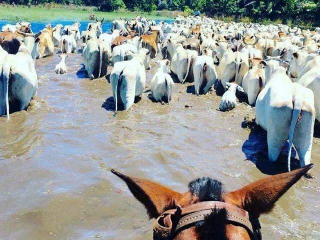 Cheia anormal no Rio Paraguai for&ccedil;a retirada urgente de gado, diz sindicato