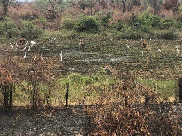 Depois  do fogo, gar&ccedil;as reaparecem e mostram a for&ccedil;a da natureza