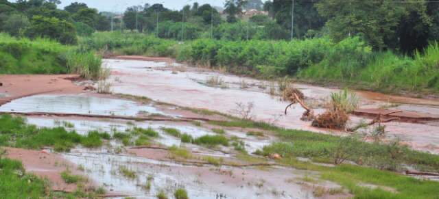  Verde na cidade ainda faz de c&oacute;rregos &ldquo;bons vizinhos", dizem moradores