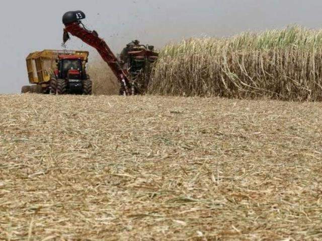 Geada derruba em 11% produ&ccedil;&atilde;o de a&ccedil;&uacute;car por usinas de MS nesta safra