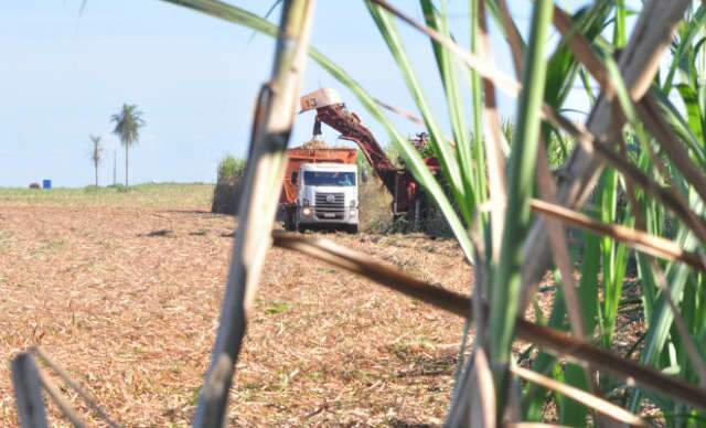  Do carro de boi ao eldorado da ind&uacute;stria, Ang&eacute;lica renasce com a cana
