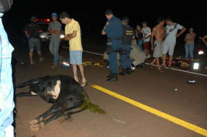  Boi atravessa pista e causa acidente na MS-376 entre Vicentina e F&aacute;tima do Sul