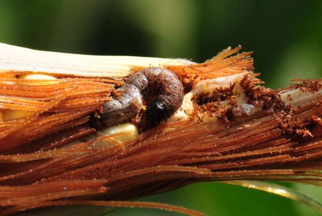 Rally da Safra avalia perdas do milho ap&oacute;s atraso na colheita da soja em MS