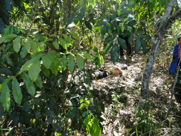  Homem &eacute; encontrado morto em aldeia de Caarap&oacute;; corpo j&aacute; estava em decomposi&ccedil;&atilde;o