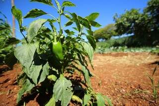Pimentão cultivado em horta escolar é uma das culturas que enriquecem a merenda dos estudantes. (Foto: André Bittar)