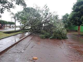 Árvore derrubada por vendaval de 58 km por hora hoje em Rio Brilhante (Foto: Rio Brilhante em Tempo Real)
