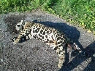 On&ccedil;a-pintada &eacute; encontrada morta em rodovia no Pantanal