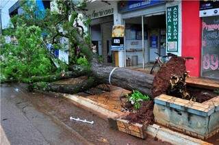 Árvores foram arrancadas pela raiz durante temporal no início desta tarde em Dourados (Foto: Eliel Oliveira)