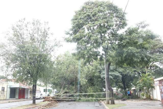 Queda de &aacute;rvores &eacute; reflexo de 20 mil esp&eacute;cies inadequadas nas ruas da Capital