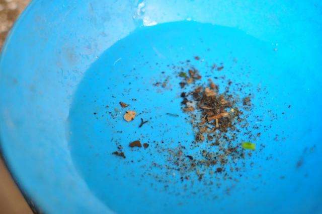 Em MS, casos graves de dengue aumentaram 1.400% em um ano