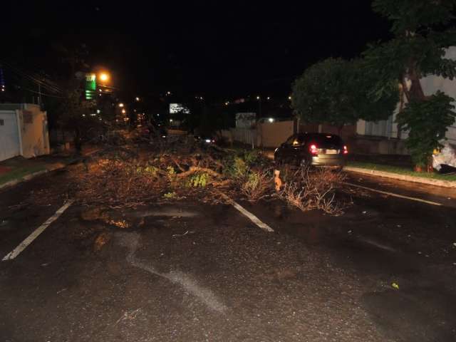 Temporal derruba &aacute;rvores e interdita ruas e avenidas da Capital