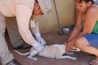 Cachorra Bolinha foi vacinada em campanha contra raiva. (Foto: Simão Nogueira). 