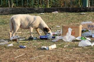 Cachorro fuça em lixo que amanheceu no gramado de avenida. (Foto: Marcos Ermínio)