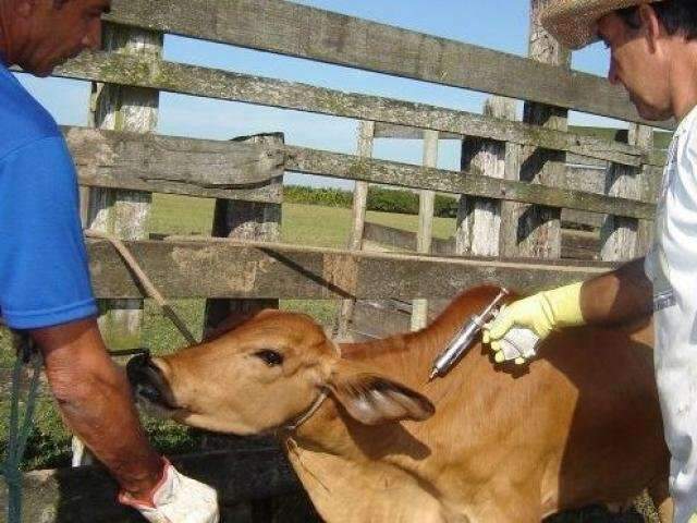 Com nova dosagem e meta de &aacute;rea livre, come&ccedil;a a vacina&ccedil;&atilde;o contra aftosa