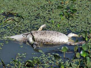 Jacarés são encontrados mutilados nos corixos do Pantanal.  (Foto: Marcello Yndio)