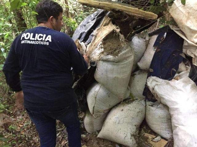 Paraguai destr&oacute;i 5 hectares de maconha descobertos por helic&oacute;ptero