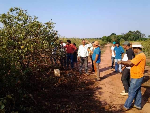 Urucum &eacute; apresentado como alternativa vi&aacute;vel de produ&ccedil;&atilde;o em assentamentos