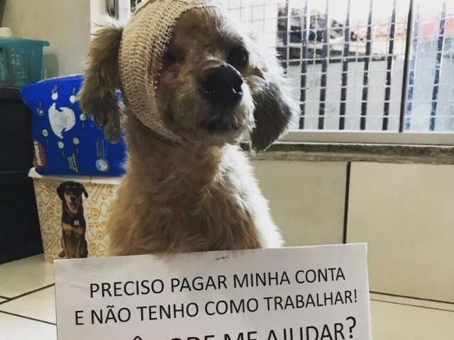 Associa&ccedil;&atilde;o pede ajuda para quitar d&eacute;bito e continuar trabalho com animais