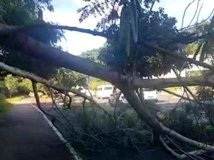 Galho de árvore cai e bloqueia pista de caminhada e ciclovia 