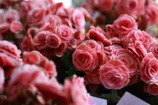 Buquê de rosas ainda é um dos presentes mais mais escolhidos pelo homens no Dia dos Namorados (Foto: Fernando Antunes)