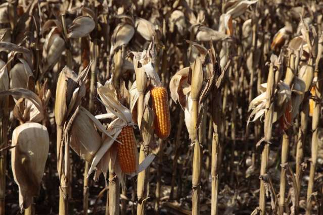 Falta de m&atilde;o de obra amea&ccedil;a crescimento de 3,5% da agricultura