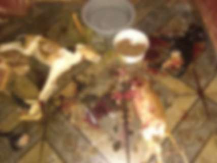 PMA multa em R$ 4,5 mil rapaz que matou tr&ecirc;s cachorros a facadas