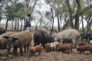 Rebanho de 180 porcos é mantido pela comunidade e  carne é dividida entre as 120 famílias (Foto: João Garrigó)