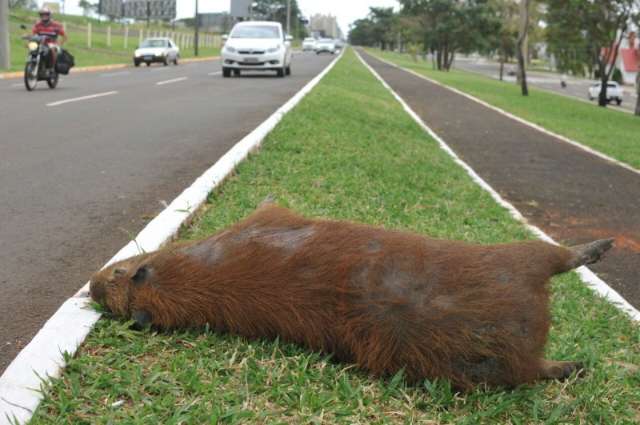 ﻿Capivara atropelada est&aacute; desde s&aacute;bado em canteiro da Afonso Pena