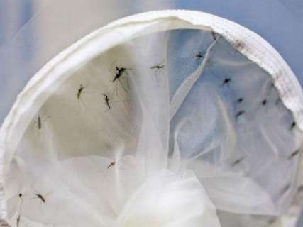 Em junho, notificações de dengue caem 70% em Campo Grande