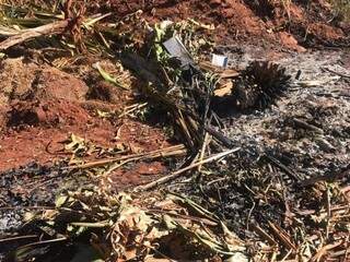 Restos de bananeira em terreno baldio que recentemente pegou fogo (Foto: Liniker Ribeiro)