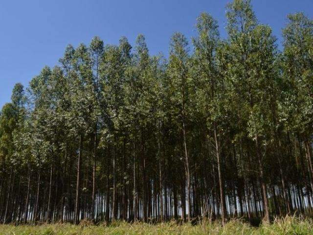 Exporta&ccedil;&otilde;es de produtos florestais em MS cresceram 12% no semestre
