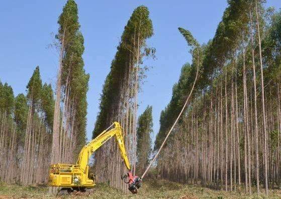 Produ&ccedil;&atilde;o de eucalipto em MS aumentou 475% em 2013