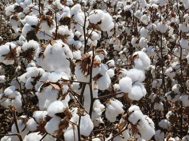 Colheita do algod&atilde;o alcan&ccedil;a metade da &aacute;rea plantada em MS