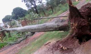 Ventos de at&eacute; 42 km por hora derrubam ao menos nove &aacute;rvores 