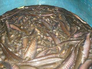 Policiais flagraram cerca de 1.500 peixes da espécie morenita (Gminotus sp.) em um buraco de 3,6 m² cheio de água