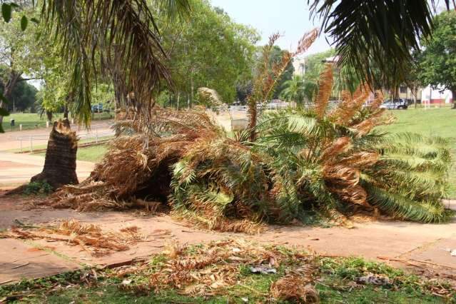 Frente fria causa rajadas de vento, queda de &aacute;rvores e granizo na Capital