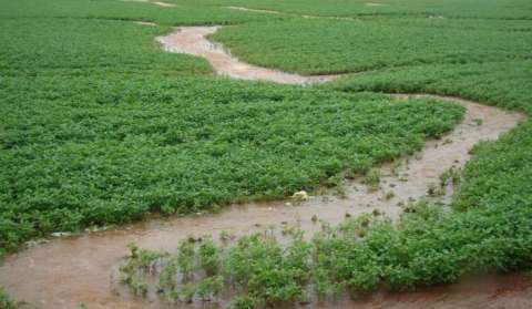 Governo autoriza produtores a abrir valas para atenuar perdas com as chuvas