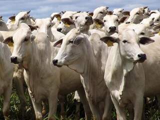 Produção de bovinos deve puxar os rendimentos no ano no Estado com valorização da carne