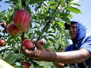 Indígena trabalha em colheita de maçã no sul do país. Funtrab iniciou processo seletivo. (Foto: Divulgação/Governo MS)
