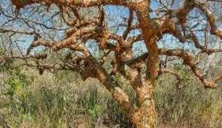Árvore de umburana, planta da Caatinga que pode ser usada no combate ao mosquito Aedes aegypti. (Foto: Divulgação/Embrapa)